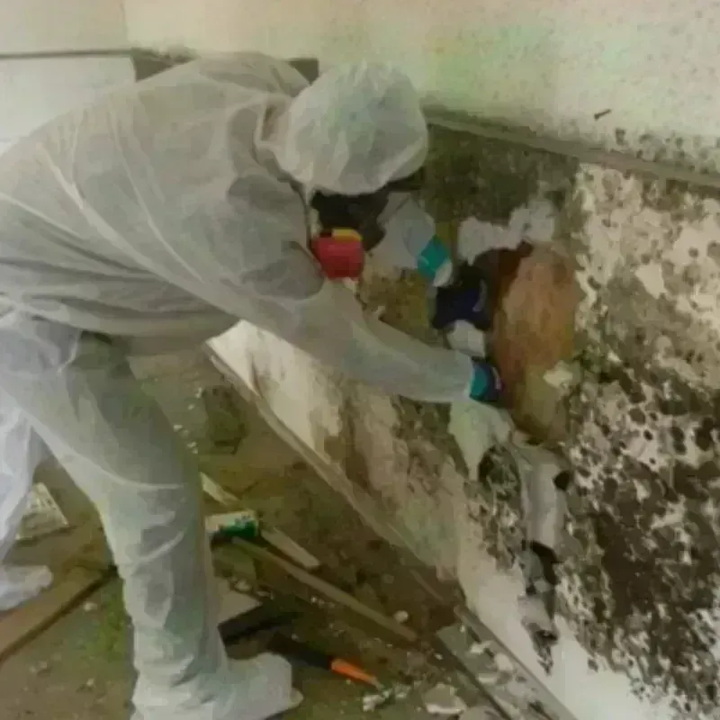 Mold Remediation and Removal in Blue Earth County, MN